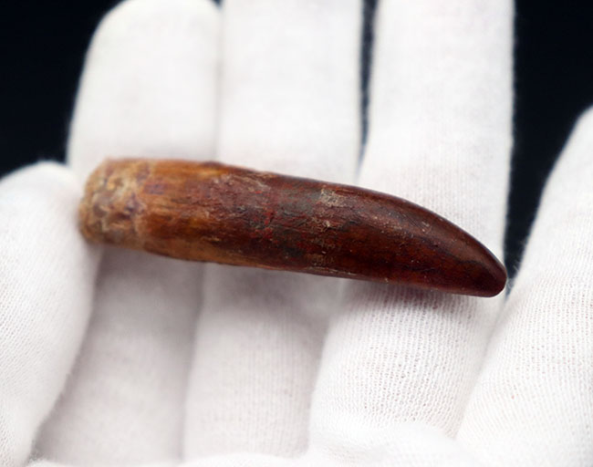 櫛や釘に例えられる独特の形。白亜紀後期の北アフリカに棲息していた竜脚類恐竜、レッバキサウルス(Rebbachisaurus)の歯化石(その7)