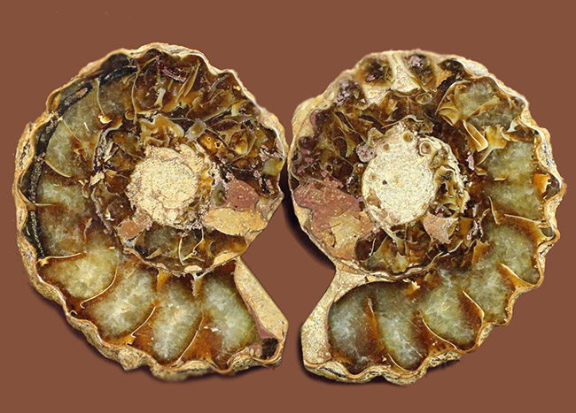 リーズナブルプライス！マダガスカル産のアンモナイトのカット＆ポリッシュ標本（スタンド付き）（その1）