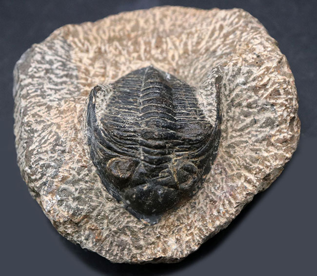 モロッコ産の人気三葉虫、ズリコバスピス（Zlichovaspis）の化石（その1）
