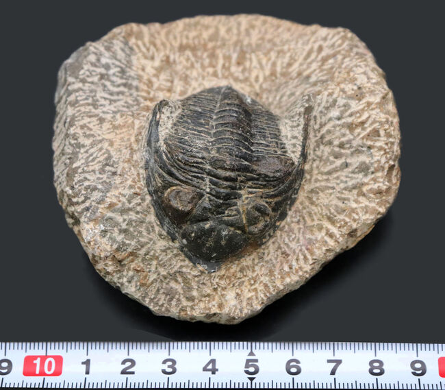 モロッコ産の人気三葉虫、ズリコバスピス（Zlichovaspis）の化石（その11）