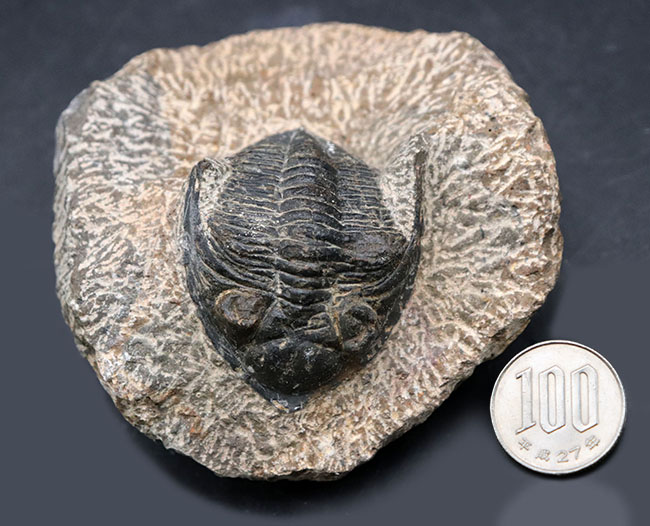 モロッコ産の人気三葉虫、ズリコバスピス（Zlichovaspis）の化石（その12）