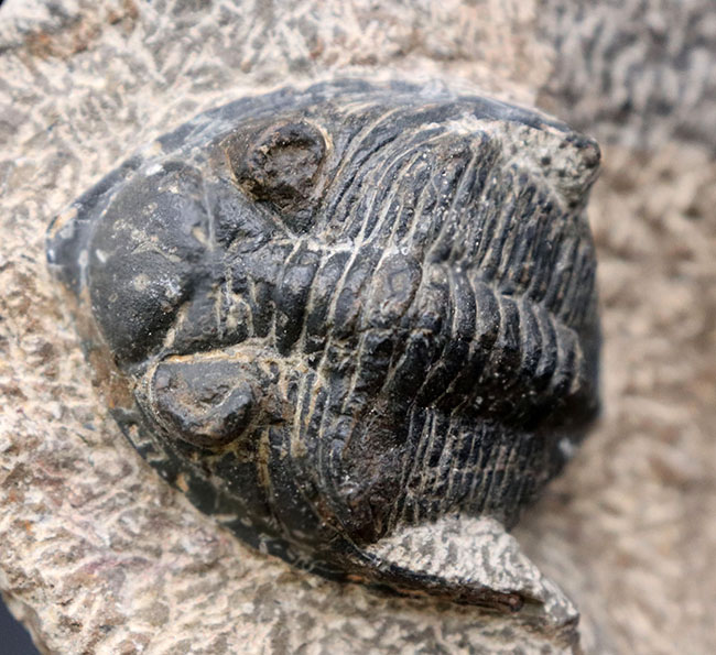 モロッコ産の人気三葉虫、ズリコバスピス（Zlichovaspis）の化石（その2）