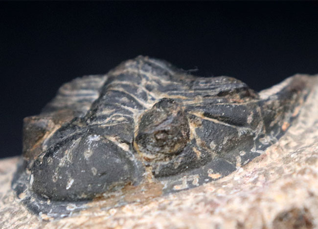 モロッコ産の人気三葉虫、ズリコバスピス（Zlichovaspis）の化石（その4）