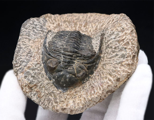 モロッコ産の人気三葉虫、ズリコバスピス（Zlichovaspis）の化石（その6）