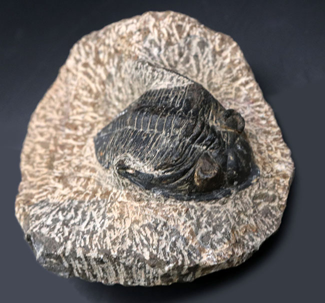 モロッコ産の人気三葉虫、ズリコバスピス（Zlichovaspis）の化石（その8）