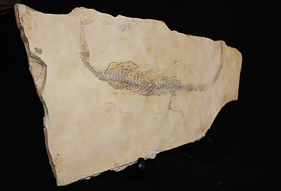 個人で所有できる最高のコレクションの一つ、エクストリームレア、メソサウルス。（その13）