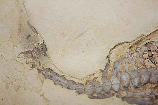 個人で所有できる最高のコレクションの一つ、エクストリームレア、メソサウルス。（その15）