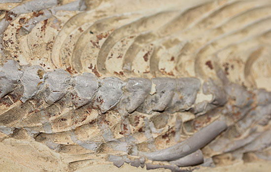 個人で所有できる最高のコレクションの一つ、エクストリームレア、メソサウルス。（その17）
