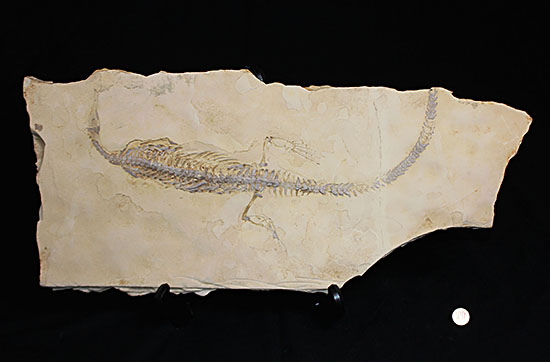 個人で所有できる最高のコレクションの一つ、エクストリームレア、メソサウルス。（その19）