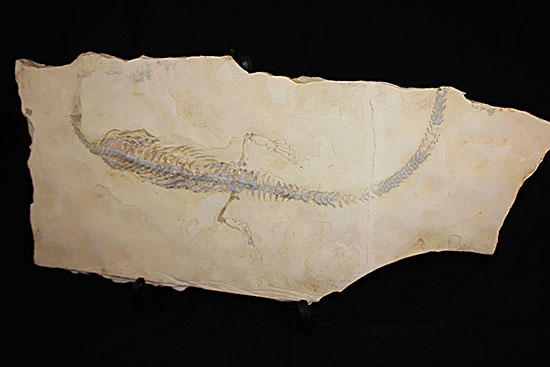 個人で所有できる最高のコレクションの一つ、エクストリームレア、メソサウルス。（その6）