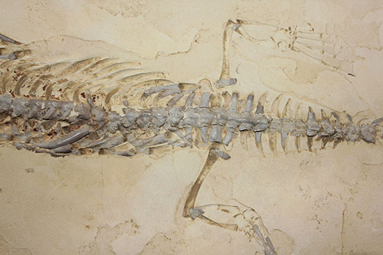 個人で所有できる最高のコレクションの一つ、エクストリームレア、メソサウルス。（その8）