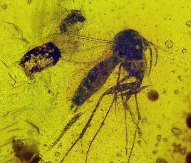 多数の内包物、気泡を含んだ約1億年前に起原を持つとされる古き琥珀、バーマイト(Burmite)(その1)