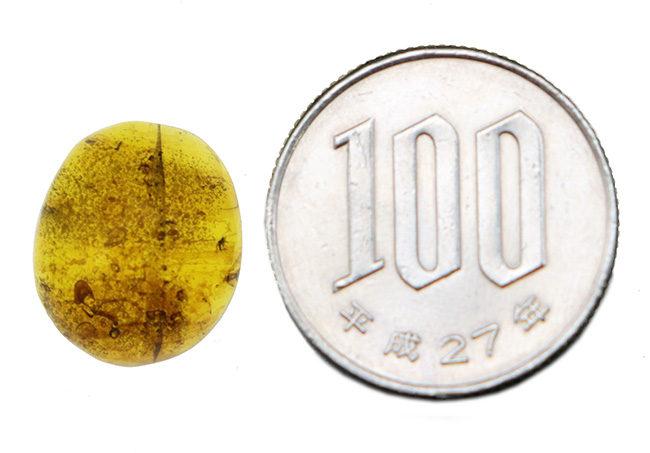多数の内包物、気泡を含んだ約1億年前に起原を持つとされる古き琥珀、バーマイト(Burmite)(その11)