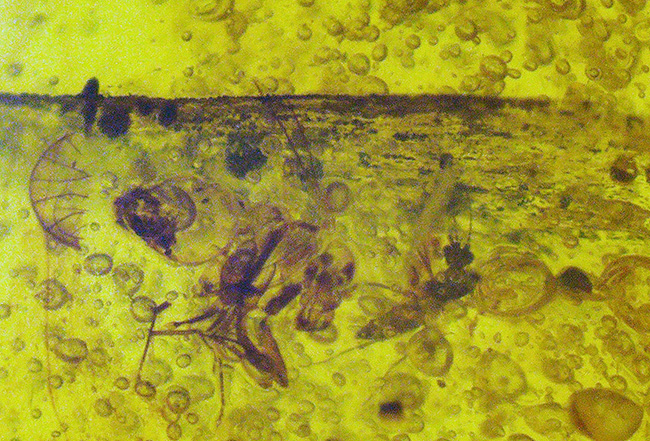 多数の内包物、気泡を含んだ約1億年前に起原を持つとされる古き琥珀、バーマイト(Burmite)(その4)