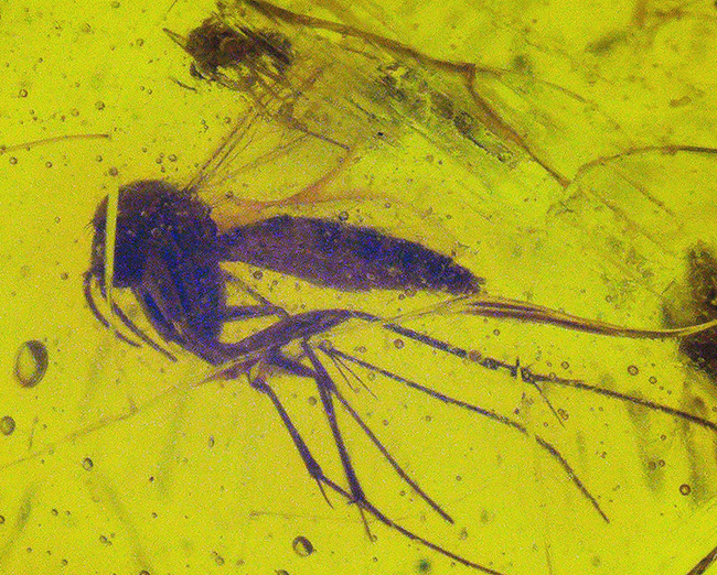 多数の内包物、気泡を含んだ約1億年前に起原を持つとされる古き琥珀、バーマイト(Burmite)(その5)
