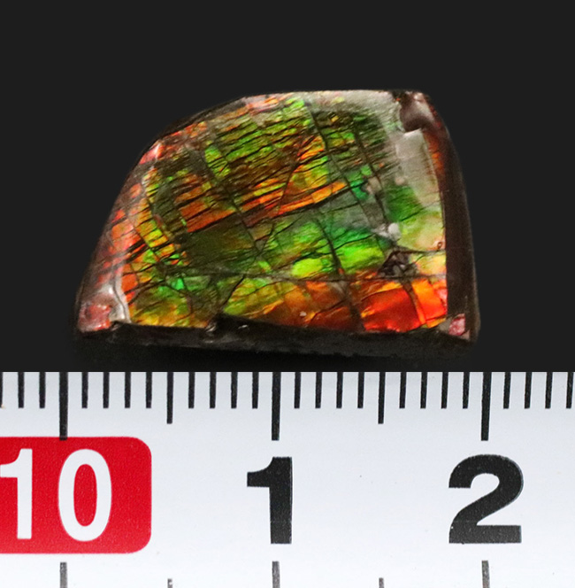 極めて美しい遊色を持つ、宝石アンモライト(Ammolite)を使ったピンブローチ(その5)