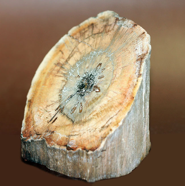 ベヴェルカット！２面ポリッシュされており、展示方法が２way楽しめます。三畳紀の珪化木（ケイカボク）化石（その1）