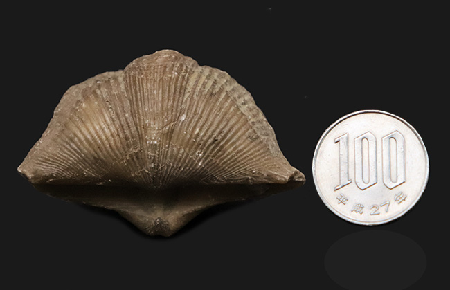 保存状態抜群、サイズあり、ロシア産ヴォロネジで採集されたデボン紀の