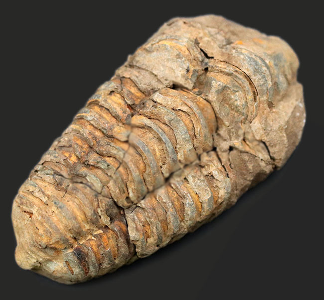 モロッコ産の比較的初期の三葉虫、ビッグサイズのディアカリメネ・ウーズレグイ(Diacalymene ouzregui)の化石(その1)