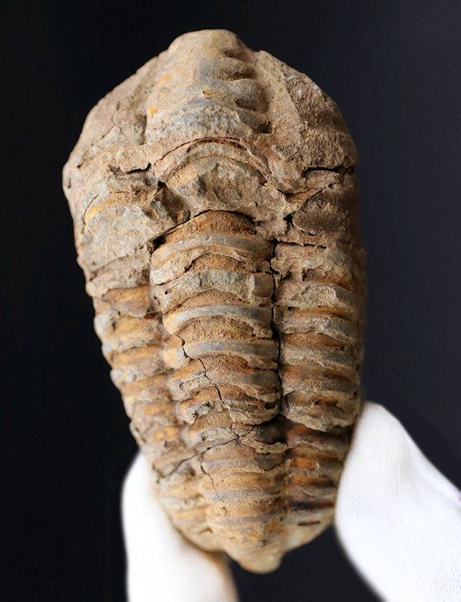 モロッコ産の比較的初期の三葉虫、ビッグサイズのディアカリメネ・ウーズレグイ（Diacalymene ouzregui）の化石（その2）