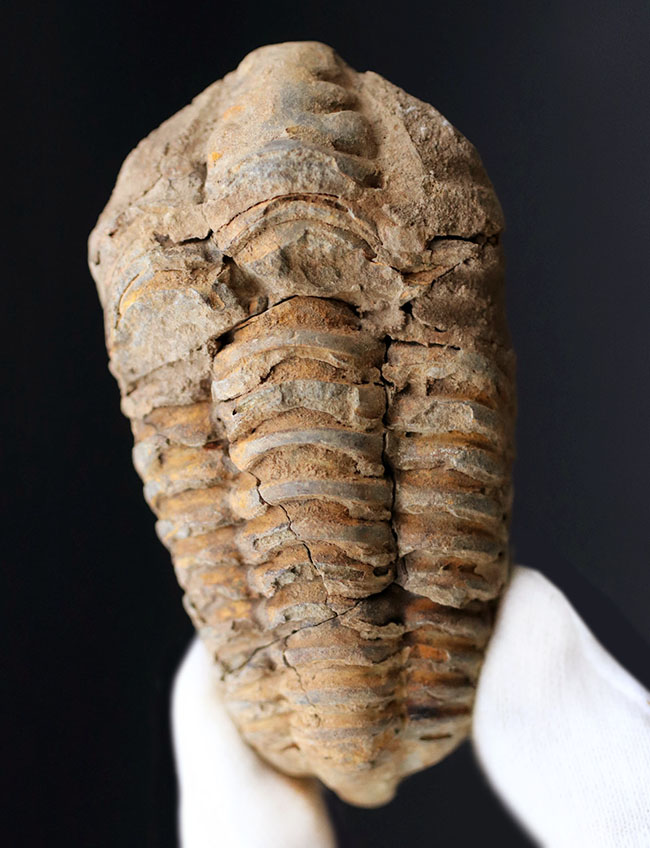 モロッコ産の比較的初期の三葉虫、ビッグサイズのディアカリメネ・ウーズレグイ(Diacalymene ouzregui)の化石(その2)