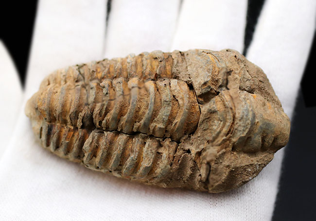 モロッコ産の比較的初期の三葉虫、ビッグサイズのディアカリメネ・ウーズレグイ(Diacalymene ouzregui)の化石(その3)