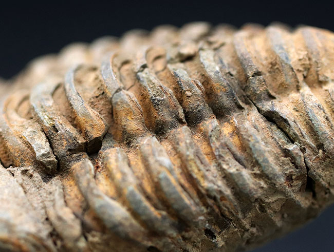 モロッコ産の比較的初期の三葉虫、ビッグサイズのディアカリメネ・ウーズレグイ(Diacalymene ouzregui)の化石(その4)