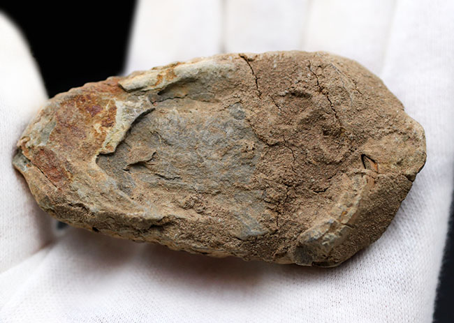 モロッコ産の比較的初期の三葉虫、ビッグサイズのディアカリメネ・ウーズレグイ(Diacalymene ouzregui)の化石(その5)