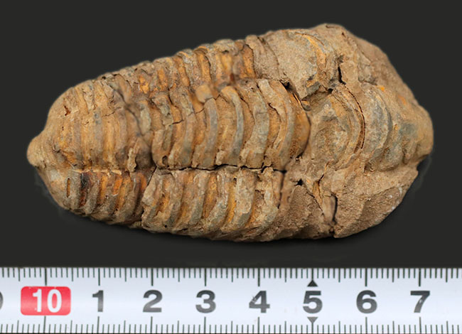 モロッコ産の比較的初期の三葉虫、ビッグサイズのディアカリメネ・ウーズレグイ（Diacalymene ouzregui）の化石（その6）