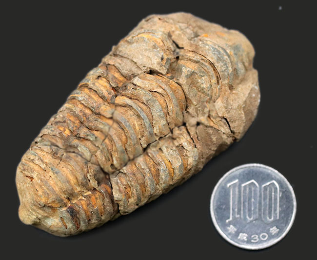 モロッコ産の比較的初期の三葉虫、ビッグサイズのディアカリメネ・ウーズレグイ（Diacalymene ouzregui）の化石（その7）