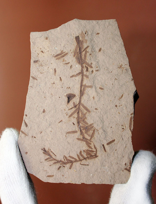 第三紀始新世、アメリカ・ユタ州産メタセコイア（Metasequoia sp.）の葉の化石（その1）