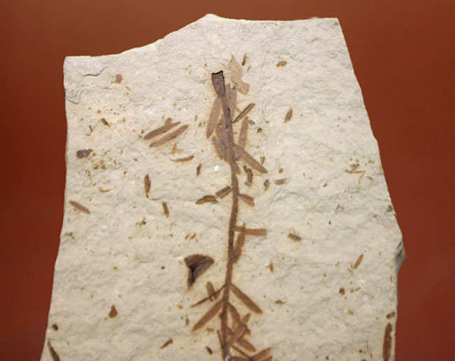 第三紀始新世、アメリカ・ユタ州産メタセコイア(Metasequoia sp.)の葉の化石(その2)
