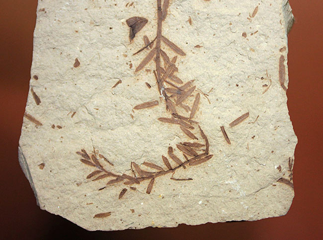 第三紀始新世、アメリカ・ユタ州産メタセコイア(Metasequoia sp.)の葉の化石(その3)