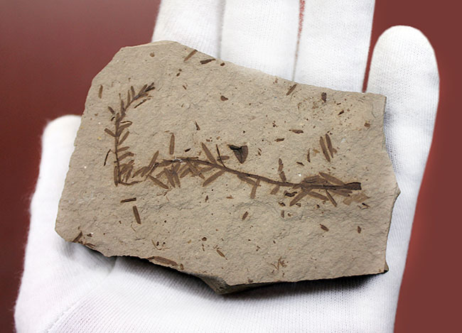 第三紀始新世、アメリカ・ユタ州産メタセコイア（Metasequoia sp.）の葉の化石（その4）