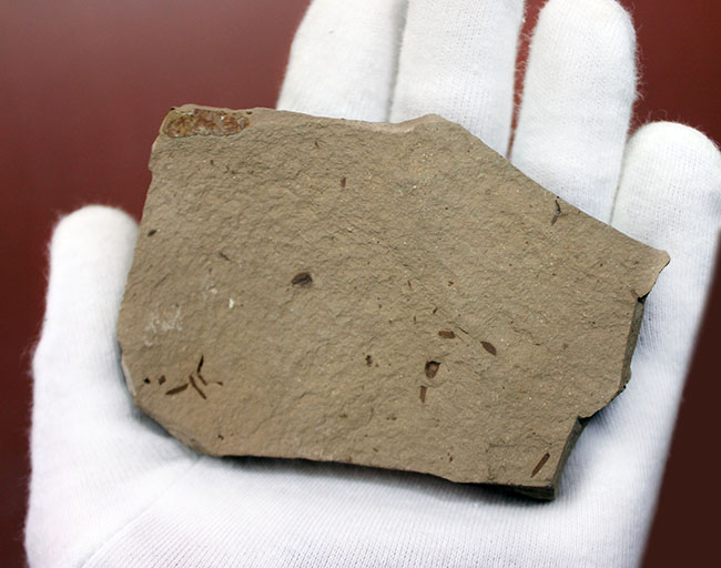 第三紀始新世、アメリカ・ユタ州産メタセコイア（Metasequoia sp.）の葉の化石（その5）