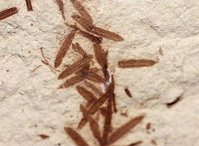 第三紀始新世、アメリカ・ユタ州産メタセコイア（Metasequoia sp.）の葉の化石（その6）