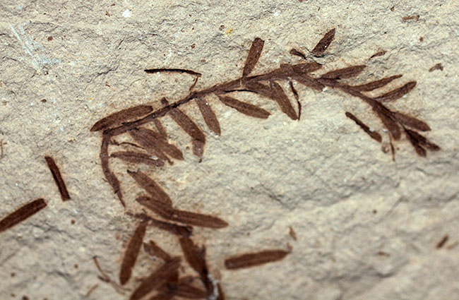 第三紀始新世、アメリカ・ユタ州産メタセコイア（Metasequoia sp.）の葉の化石（その7）