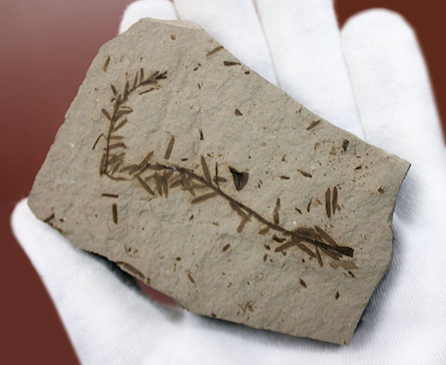 第三紀始新世、アメリカ・ユタ州産メタセコイア（Metasequoia sp.）の葉の化石（その8）