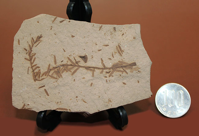 第三紀始新世、アメリカ・ユタ州産メタセコイア（Metasequoia sp.）の葉の化石（その9）