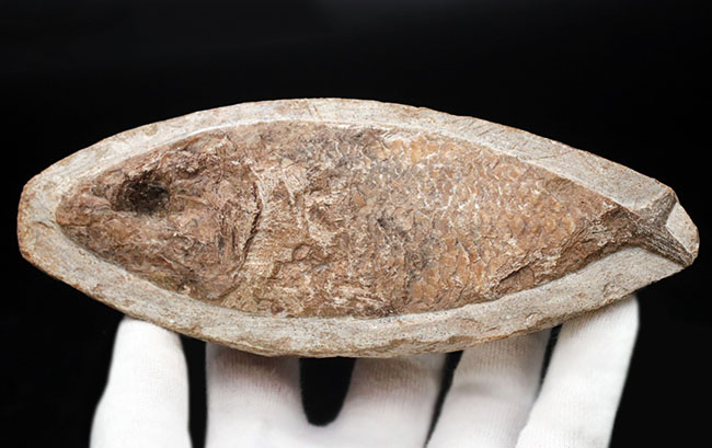 可愛らしい小魚です。ブラジル・セアラ州産の古代魚の化石（Fish fossil）（その1）