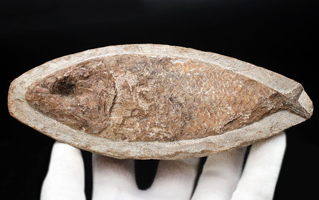可愛らしい小魚です。ブラジル・セアラ州産の古代魚の化石(Fish fossil)(その1)