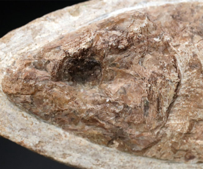 可愛らしい小魚です。ブラジル・セアラ州産の古代魚の化石(Fish fossil)(その2)