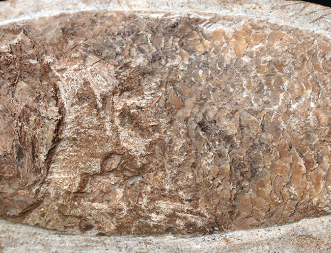 可愛らしい小魚です。ブラジル・セアラ州産の古代魚の化石（Fish fossil）（その3）