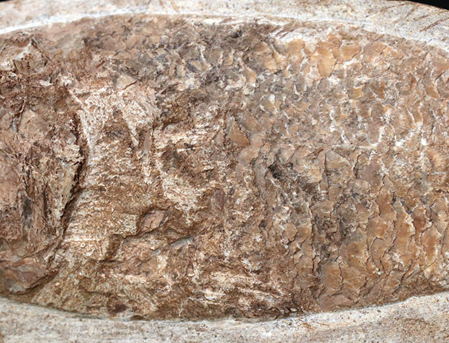 可愛らしい小魚です。ブラジル・セアラ州産の古代魚の化石(Fish fossil)(その3)