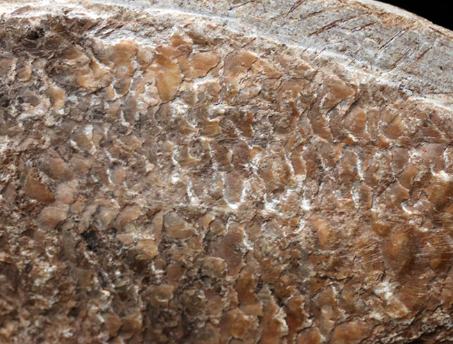 可愛らしい小魚です。ブラジル・セアラ州産の古代魚の化石（Fish fossil）（その4）