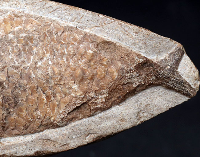可愛らしい小魚です。ブラジル・セアラ州産の古代魚の化石（Fish fossil）（その5）