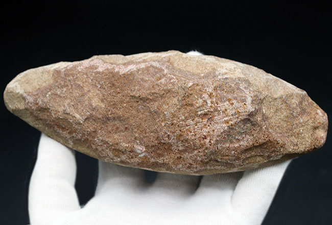 可愛らしい小魚です。ブラジル・セアラ州産の古代魚の化石(Fish fossil)(その6)