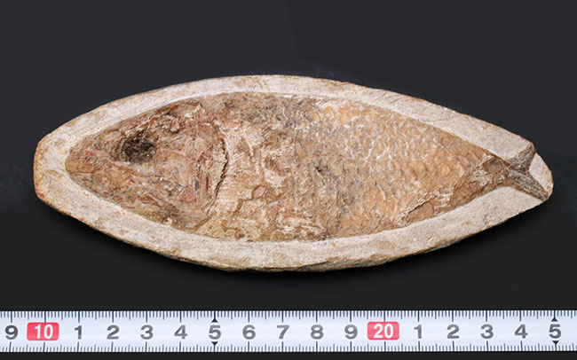 可愛らしい小魚です。ブラジル・セアラ州産の古代魚の化石（Fish fossil）（その7）