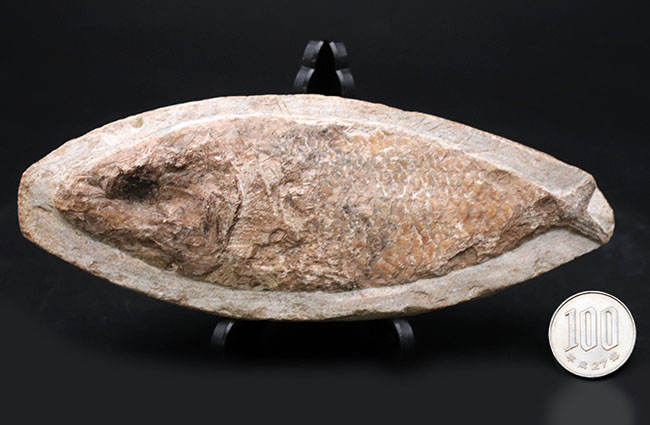 可愛らしい小魚です。ブラジル・セアラ州産の古代魚の化石（Fish fossil）（その8）