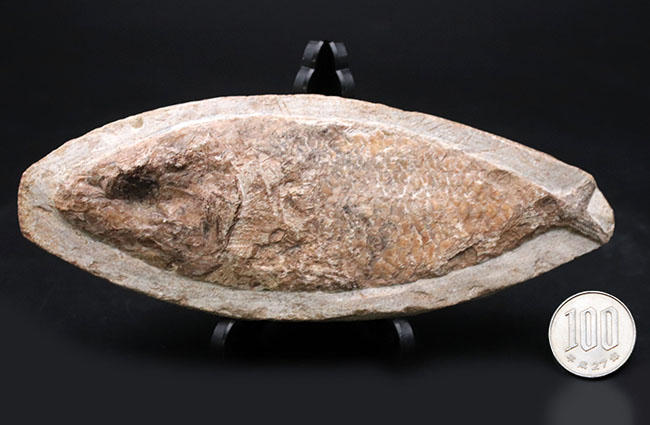 可愛らしい小魚です。ブラジル・セアラ州産の古代魚の化石(Fish fossil)(その8)